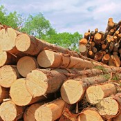 Image: Timber Logs