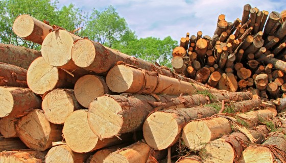 Timber Logs