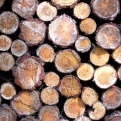 Timber Logs