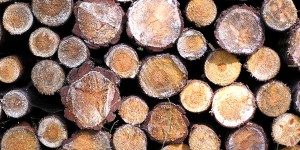 Timber Logs