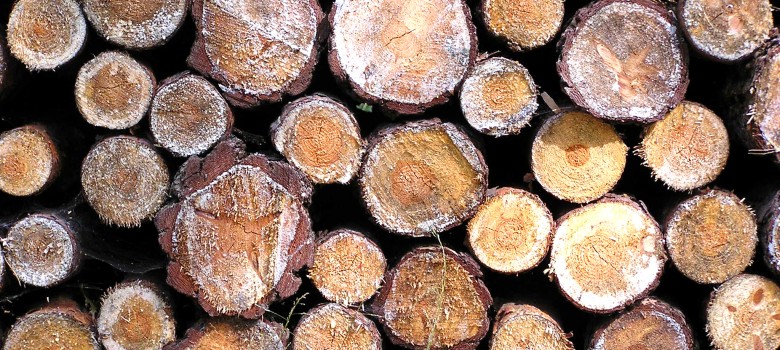 Timber Logs